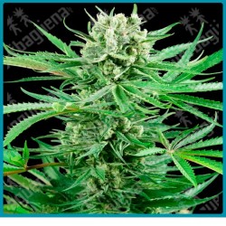 Papi chulo og ( Face Off OG X SFV OG X OG Kush ) de Sensi seeds