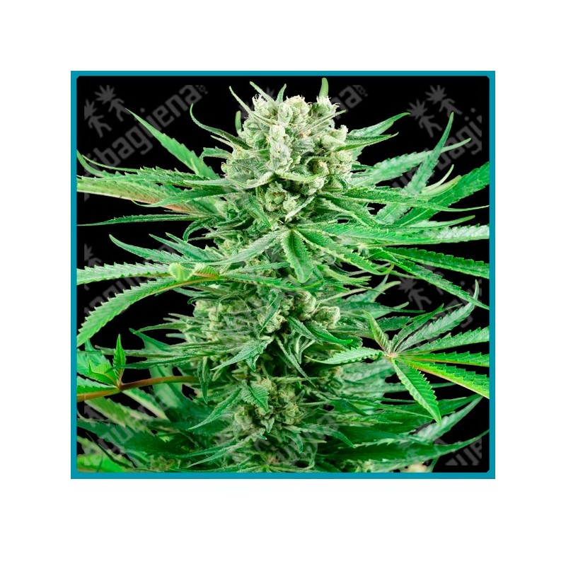 Papi chulo og ( Face Off OG X SFV OG X OG Kush ) de Sensi seeds