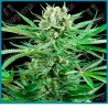 Papi chulo og ( Face Off OG X SFV OG X OG Kush ) de Sensi seeds