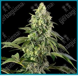 Cosmic kiss ( Rainbow belts 2.0 x Bacio ) de Sensi seeds