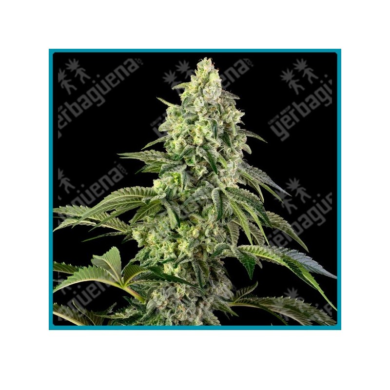 Cosmic kiss ( Rainbow belts 2.0 x Bacio ) de Sensi seeds