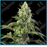 Cosmic kiss ( Rainbow belts 2.0 x Bacio ) de Sensi seeds