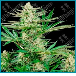 Malibu og gold ( Mendo Purps x Purple Kush ) de Sensi seeds