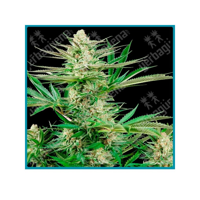 Malibu og gold ( Mendo Purps x Purple Kush ) de Sensi seeds