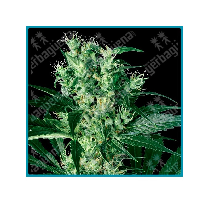 X haze de White label