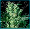 X haze de White label