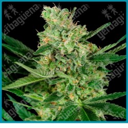 Pumpkin spice ( Sour Apple X Animal Cookies ) de Sensi seeds