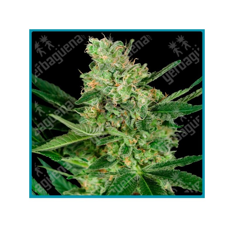 Pumpkin spice ( Sour Apple X Animal Cookies ) de Sensi seeds
