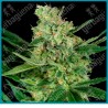 Pumpkin spice ( Sour Apple X Animal Cookies ) de Sensi seeds