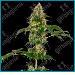 Cobalt haze ( Silver Haze x Afghani#1 x Blueberry ) de Sensi seeds