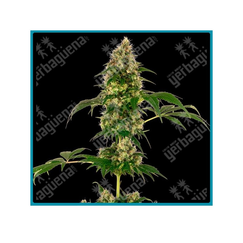 Cobalt haze ( Silver Haze x Afghani#1 x Blueberry ) de Sensi seeds