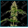 Cobalt haze ( Silver Haze x Afghani#1 x Blueberry ) de Sensi seeds