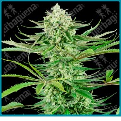 Cashew kush ( Do Si Dos x Mendo Breath x Kush ) de Sensi seeds