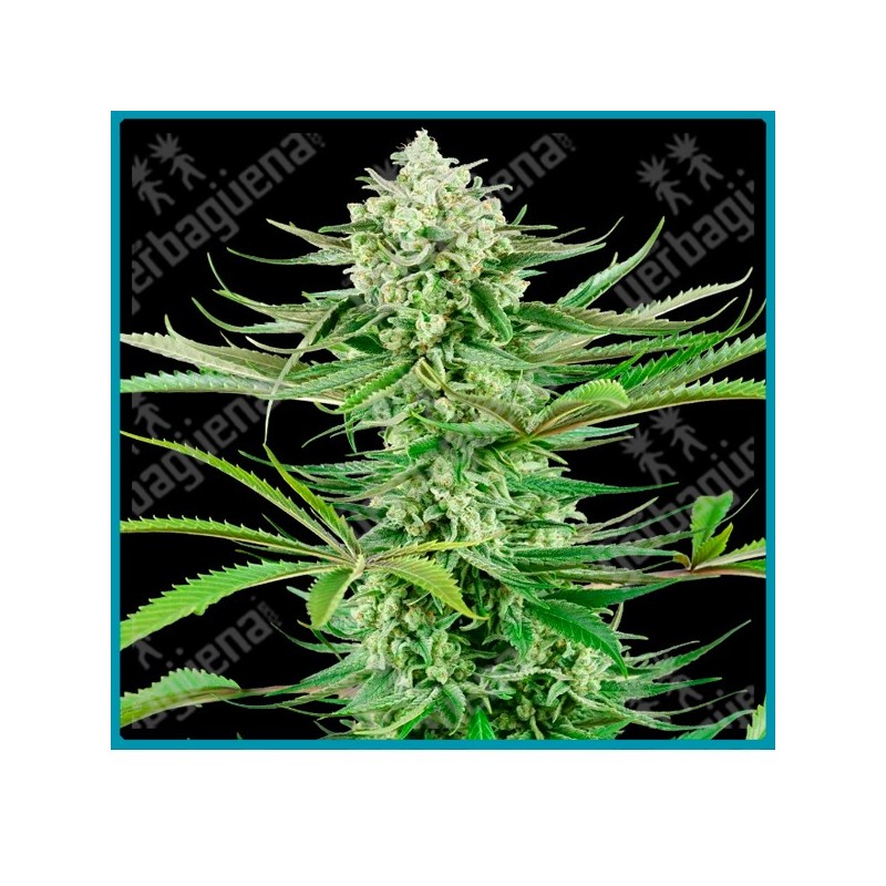 Cashew kush ( Do Si Dos x Mendo Breath x Kush ) de Sensi seeds