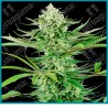 Cashew kush ( Do Si Dos x Mendo Breath x Kush ) de Sensi seeds
