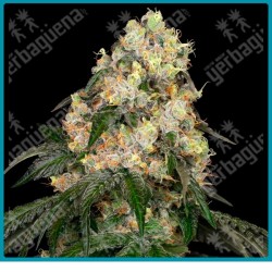 White biscotti og xxl ( Wifi OG x Biscotti ) de White label