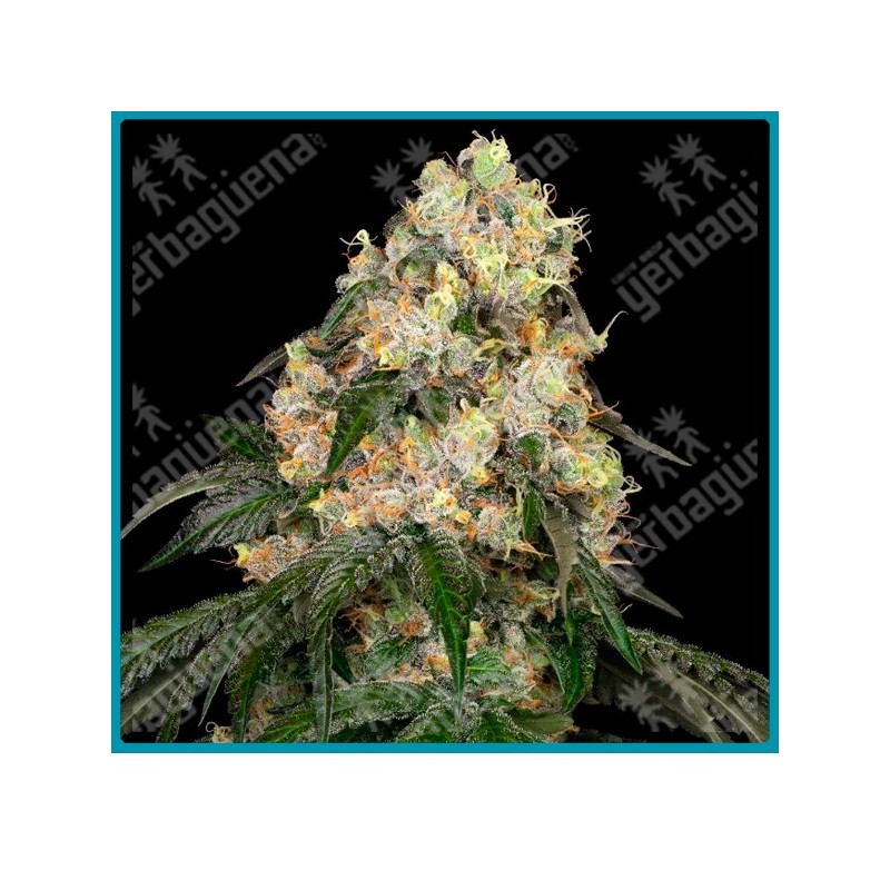 White biscotti og xxl ( Wifi OG x Biscotti ) de White label