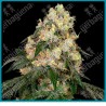 White biscotti og xxl ( Wifi OG x Biscotti ) de White label
