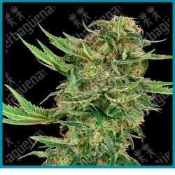 N13 kush ( Mr Nice G13 x Hash Plant x Nicole Kush ) de Sensi seeds