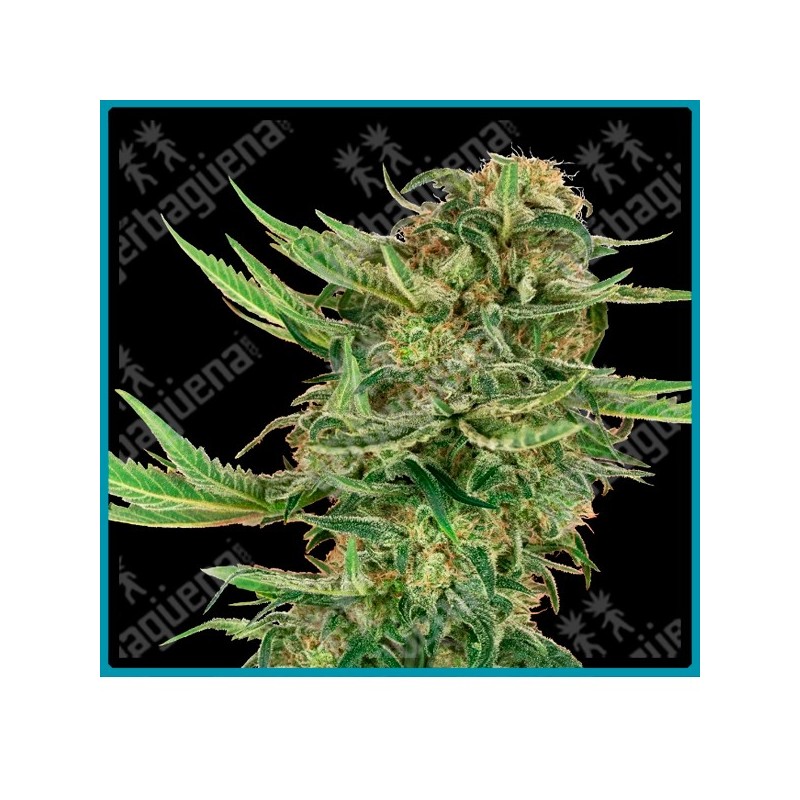 N13 kush ( Mr Nice G13 x Hash Plant x Nicole Kush ) de Sensi seeds