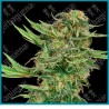 N13 kush ( Mr Nice G13 x Hash Plant x Nicole Kush ) de Sensi seeds