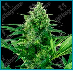 Banana frosting ( Silver Haze x Diesel x Skunk Kush x Hindu Kush ) de Sensi seeds