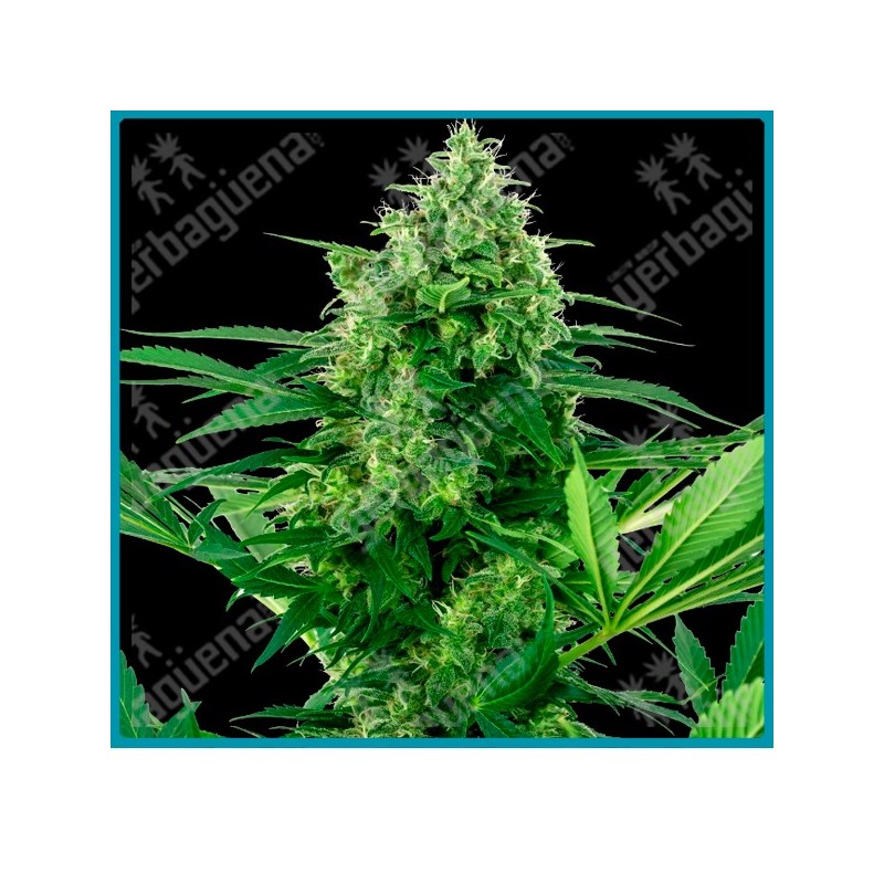Banana frosting ( Silver Haze x Diesel x Skunk Kush x Hindu Kush ) de Sensi seeds