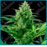 Banana frosting ( Silver Haze x Diesel x Skunk Kush x Hindu Kush ) de Sensi seeds