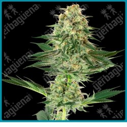 Banana kush ( Haze x Skunk x Kush x Diesel ) de White label