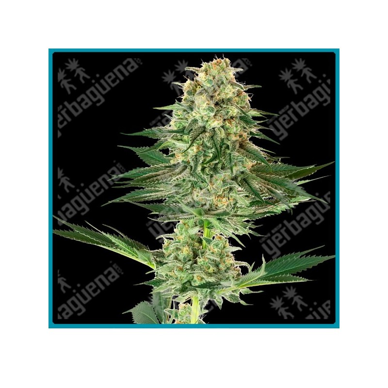 Banana kush ( Haze x Skunk x Kush x Diesel ) de White label