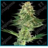 Banana kush ( Haze x Skunk x Kush x Diesel ) de White label