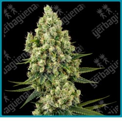 Silver fire ( Silver Haze x Fire O.G ) de Sensi seeds