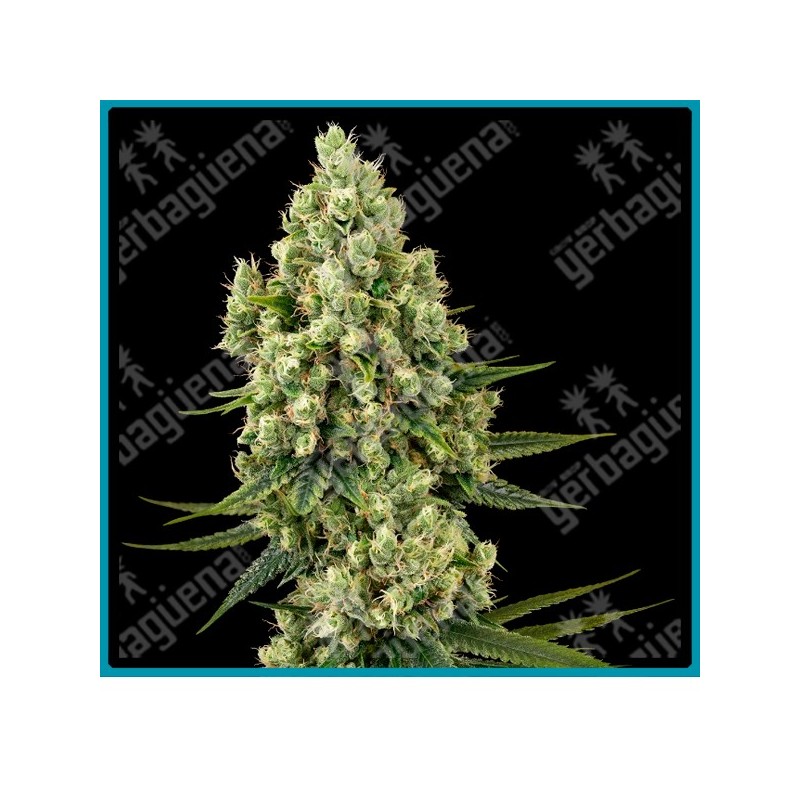 Silver fire ( Silver Haze x Fire O.G ) de Sensi seeds