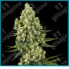 Silver fire ( Silver Haze x Fire O.G ) de Sensi seeds