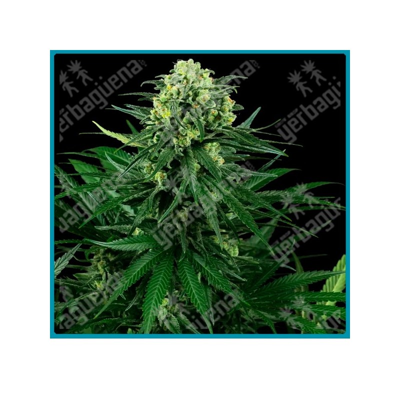 Honey melon kush ( Blueberry x Girl Scout Cookies ) de Sensi seeds