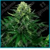 Honey melon kush ( Blueberry x Girl Scout Cookies ) de Sensi seeds