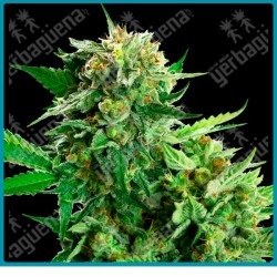 Blackberry cake ( Wedding cake x Durban x Black Domina ) de Sensi seeds