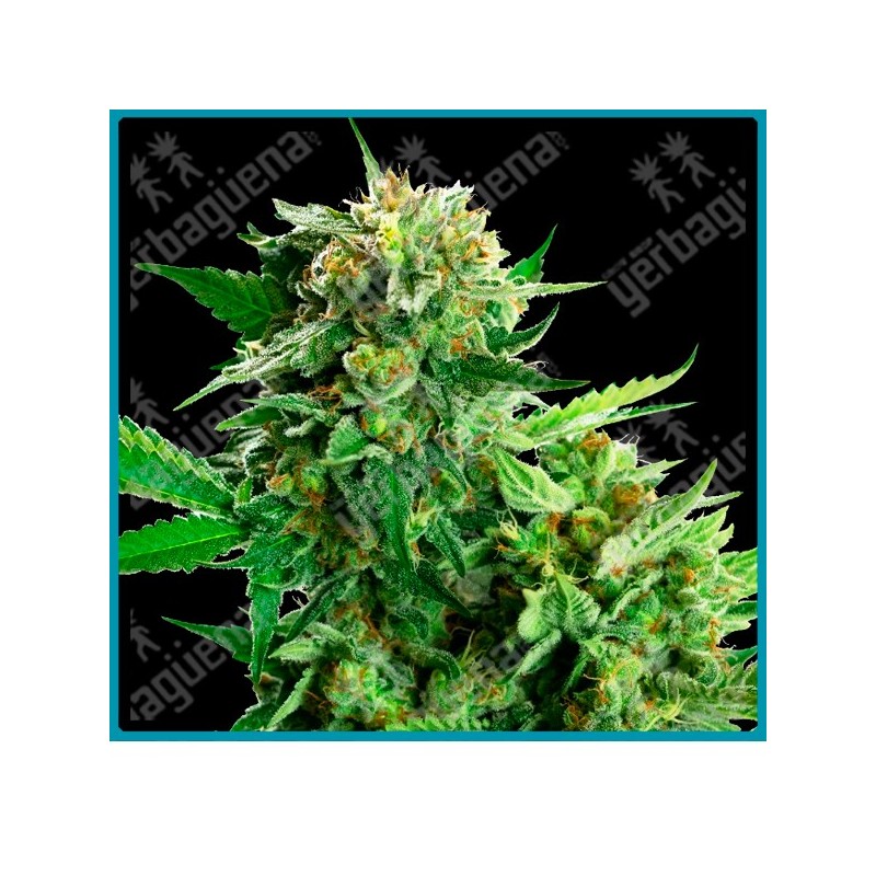 Blackberry cake ( Wedding cake x Durban x Black Domina ) de Sensi seeds