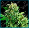 Blackberry cake ( Wedding cake x Durban x Black Domina ) de Sensi seeds