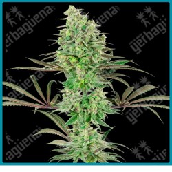 Double banana kush ( Banana Kush x California Indica ) de White label