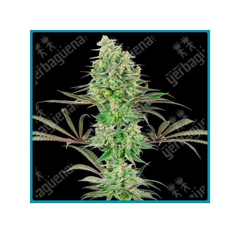 Double banana kush ( Banana Kush x California Indica ) de White label