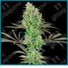 Double banana kush ( Banana Kush x California Indica ) de White label