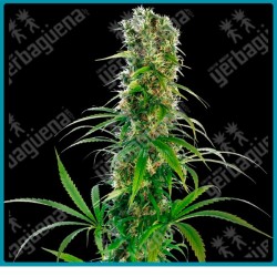 Michka de Sensi seeds