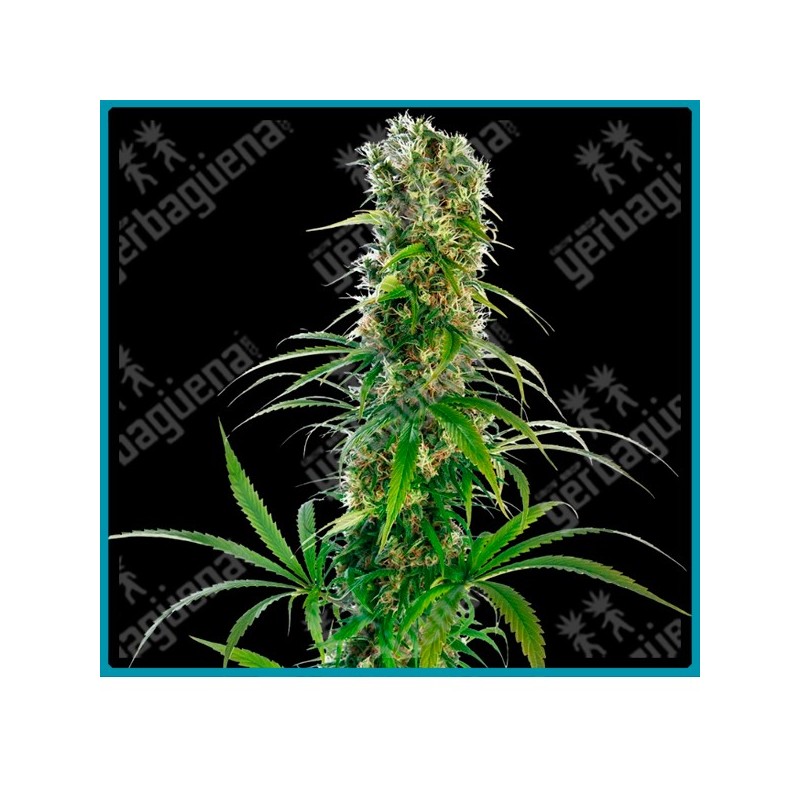 Michka de Sensi seeds