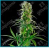 Michka de Sensi seeds