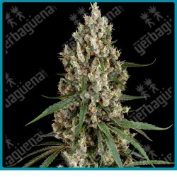 High School Reunion (Hindu K. x Jack H. x Northern L. x Skunk 1 x Fruity J. x Black D. x Mother's F. x Afghani 1) de Sensi seeds