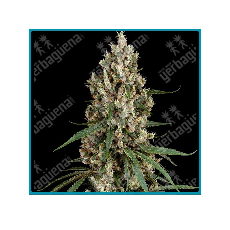 High School Reunion (Hindu K. x Jack H. x Northern L. x Skunk 1 x Fruity J. x Black D. x Mother's F. x Afghani 1) de Sensi seeds