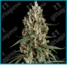 High School Reunion (Hindu K. x Jack H. x Northern L. x Skunk 1 x Fruity J. x Black D. x Mother's F. x Afghani 1) de Sensi seeds