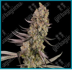 Vlad the Inhaler ( Chernobyl x Stoopid Fruits ) de White label