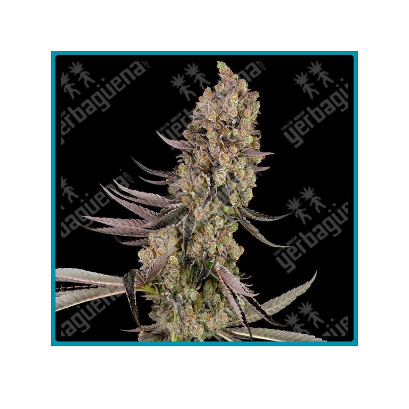 Vlad the Inhaler ( Chernobyl x Stoopid Fruits ) de White label